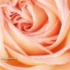 Lire cet article : Lotion d'eau de roses
