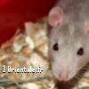 Lire cet article : Portrait du natif du Rat 
