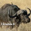 Lire cet article : Portrait du natif du Boeuf (ou Buffle)