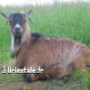Lire cet article : Portrait du natif du Bouc (ou Ch�vre) 