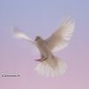 Lire cet article : Hommage � Mahmoud Darwich