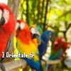 Lire cet article : Conte soufi : La Cage