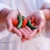 Lire cet article : Le piment alli� de la minceur