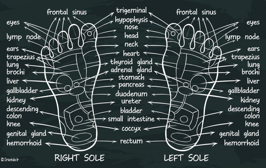 Chaque partie du corps se retrouve dans le pied selon la rflexologie!
