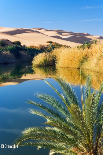 Oasis au Sahara