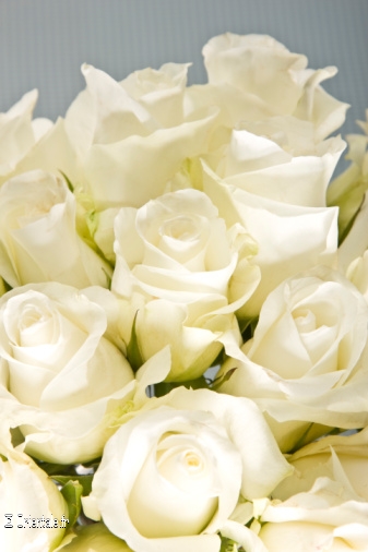 Roses blanches