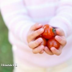 Mains tenant des mini tomates bio