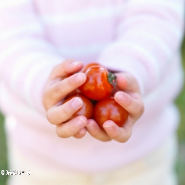 Mains tenant des mini tomates bio Mains tenant des mini tomates bio