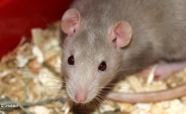 Signe du Rat Signe du Rat