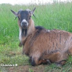 Signe du Mouton