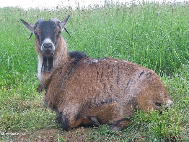 Signe du Mouton