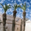 Essaouira, Maroc, palmiers