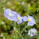 Linum Lewisii