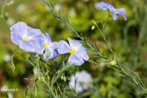 Linum Lewisii