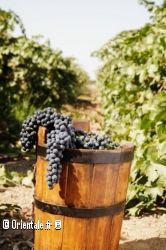 Vignes et raisin dans panier antique