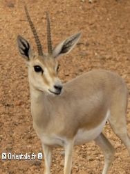 Antilope