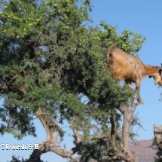 Chvre grimpant au sommet d'un arganier