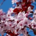 Amandier en fleurs