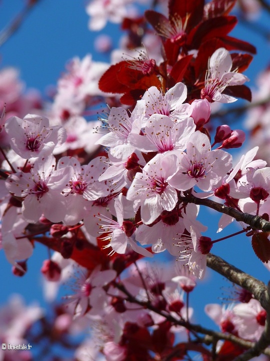 Amandier en fleurs