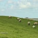 Moutons