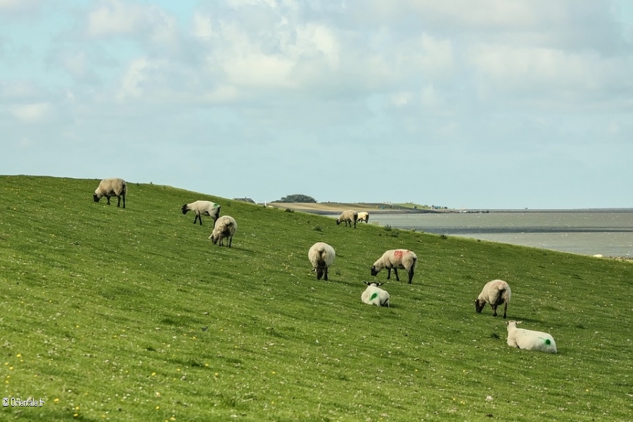 Moutons Moutons