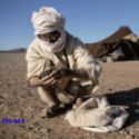 Ramasseur de meteorites au Sahara