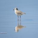 Joli oiseau du Mozambique sur un fleuve