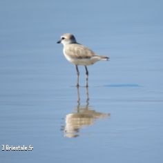 Joli oiseau du Mozambique sur un fleuve