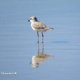 Joli oiseau du Mozambique sur un fleuve