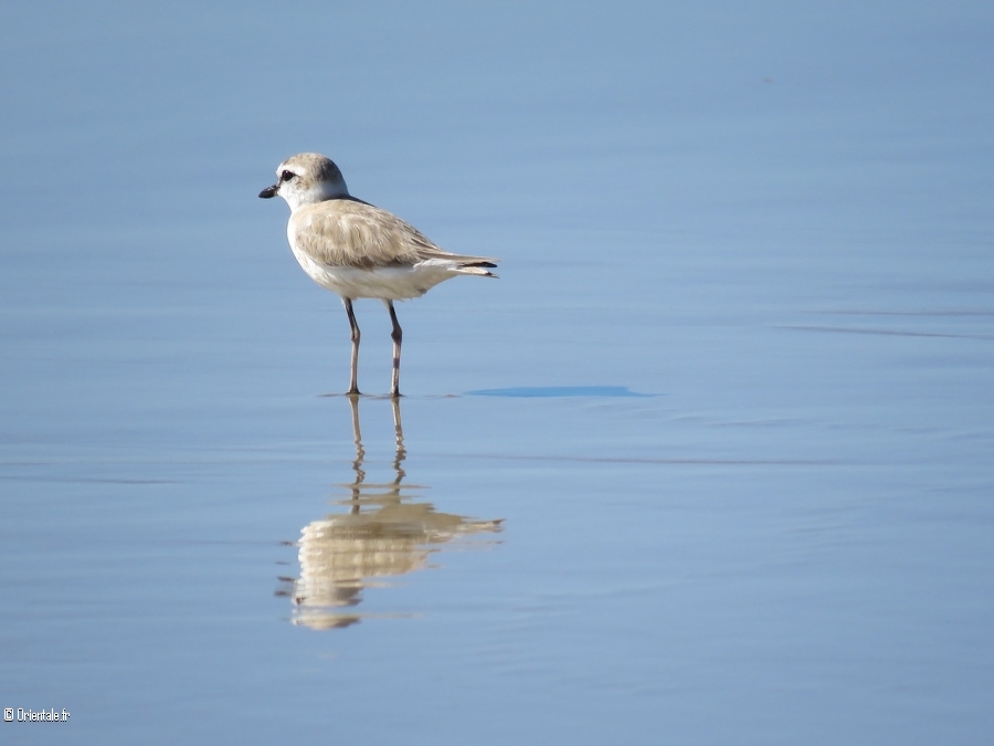 Joli oiseau du Mozambique sur un fleuve