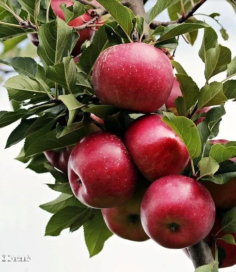 Pommes sur une branche