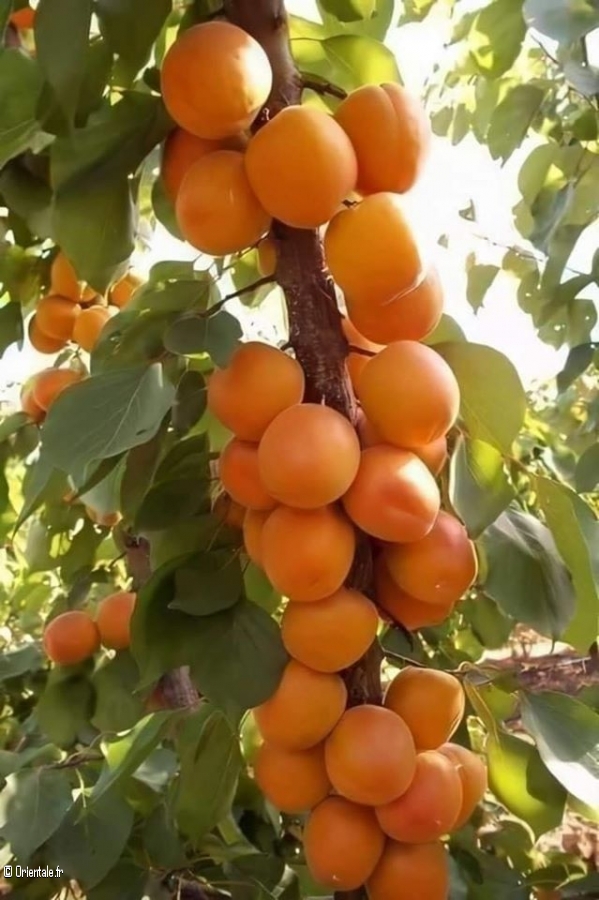 La qualit des fruits qu'ils produisent est excellente