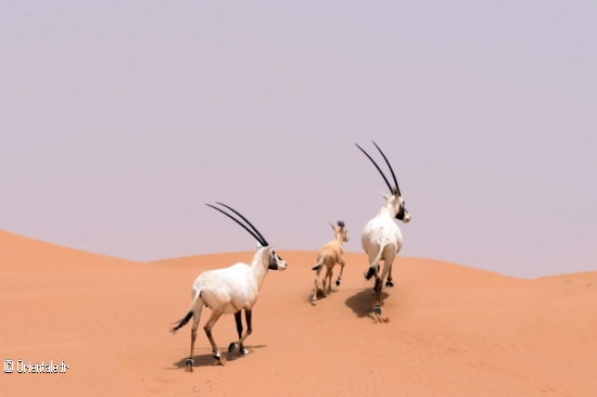 Oryx blancs du hoggar Oryx blancs du hoggar