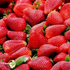 Fraises