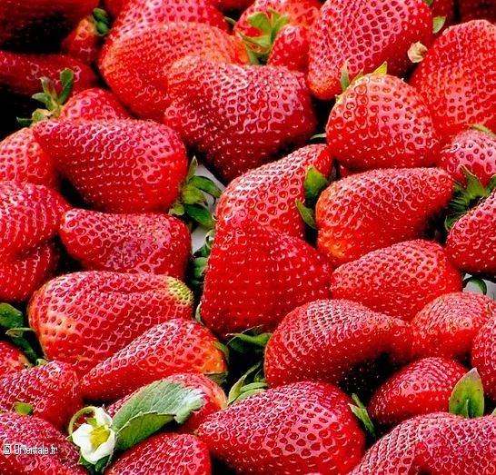 Fraises Fraises