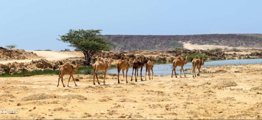 Oman Dhofar