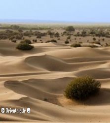 Plantes du desert