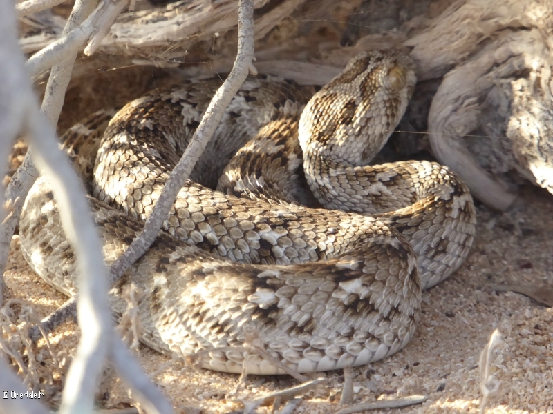 Serpent omanais Serpent omanais