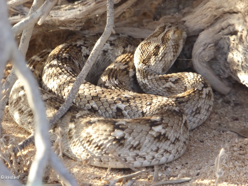 Serpent omanais