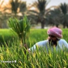 Oasis al ahssa