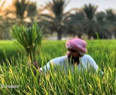 Oasis al ahssa