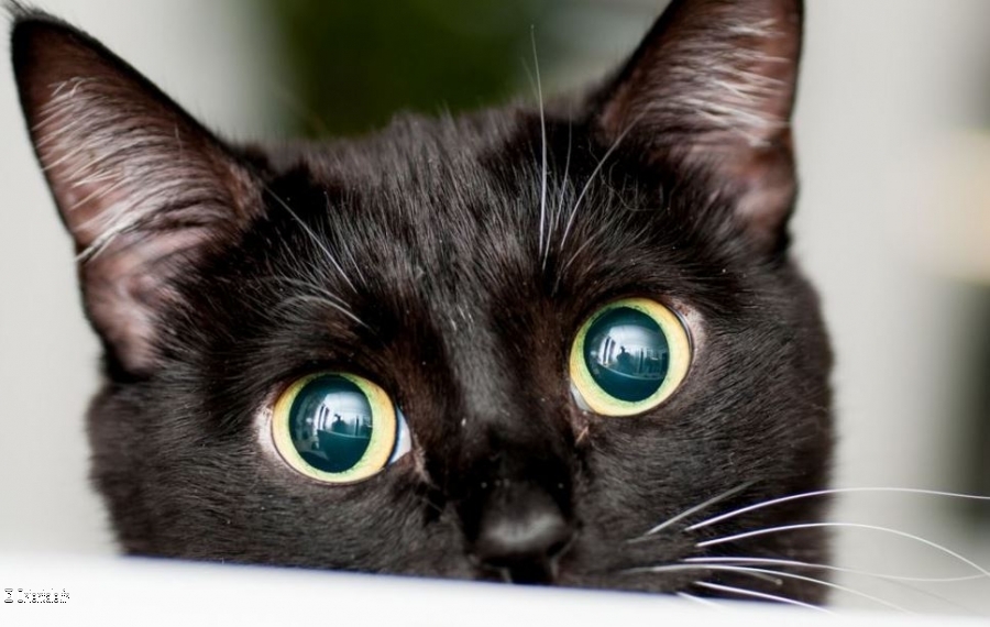 Chat noir 3 Chat noir 3