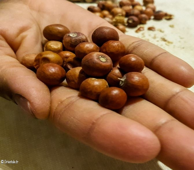 Aneb Un Des Fruits D Automne Preferes Des Algeriens Orientale Fr