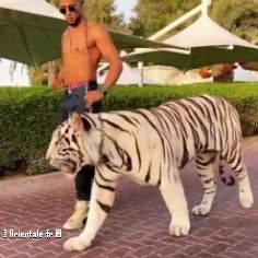 Mohamed Ramadan avec son tigre blanc