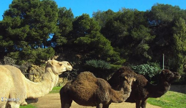 Parc Zoologique Ben Aknoun