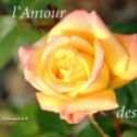 amour_roses