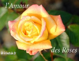 amour_roses