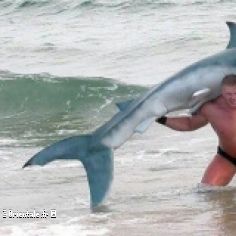 Homme fort qui dompte un requin (Fake-Twitter)