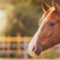 Le cheval est un symbole de beaut