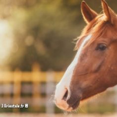 Le cheval est un symbole de beaut